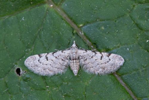 Eupithecia rosai